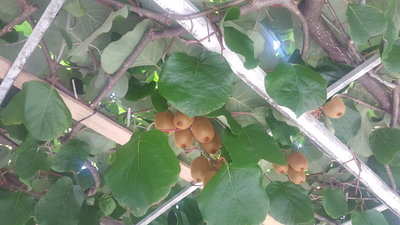 Kiwi rosną, jak u nas winogron